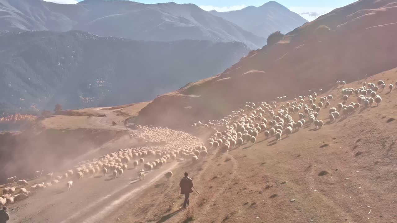 Pastore che guida un gregge di pecore attraverso le colline della Georgia