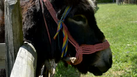 portrait of a donkey