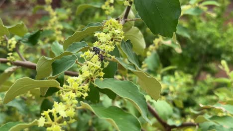 Grass Carrying Wasp eating nector from the flower of Ziziphus mauritiana, also known as Indian jujube, Indian plum, Chinese date, Chinee apple, ber