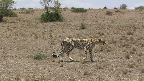 a cheetah walks across a grassy field