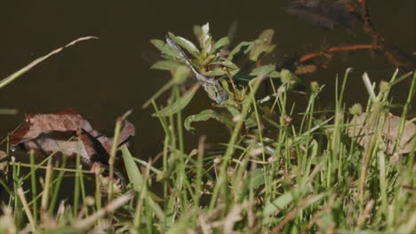 Zeitlupenaufnahmen-Hinter-Dem-Gras-Einer-Libelle,-Die-Ihren-Schwanz-Ins-Wasser-Taucht