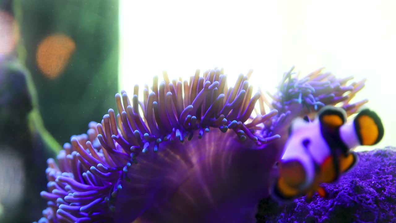 две рыбы плавают в аквариуме