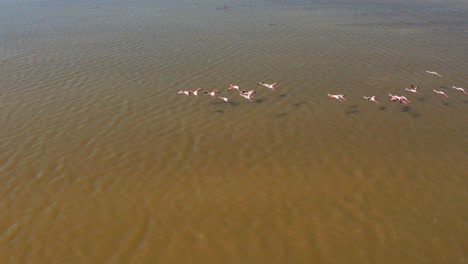 flamencos volando en avión no tripulado sobre el río guadalquivir en el parque nacional donana en españa