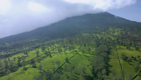 aerial view of green tea plantation on the slope of mt