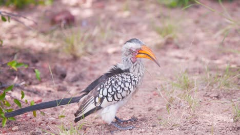 Southern-yellow-billed-hornbill-bird-on-ground-looking-around-himself