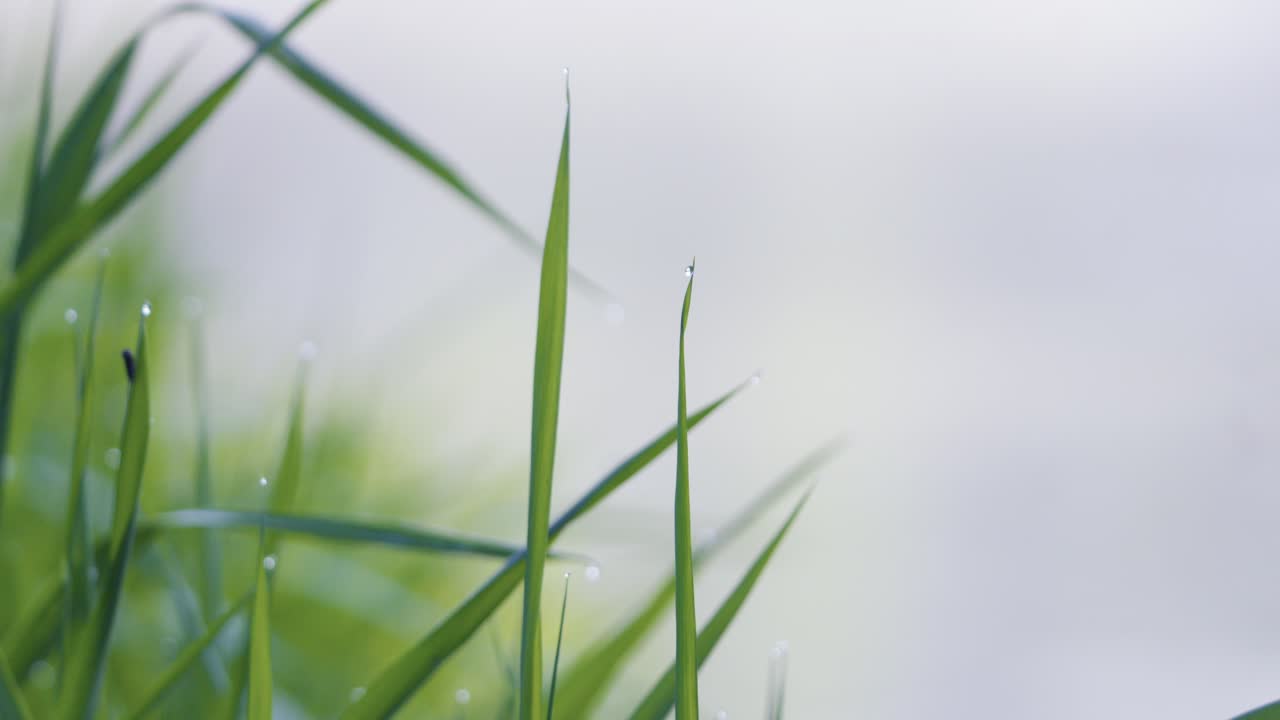 잔디 꼭대기에  ⁇ 방울이 떨어지고, 강물이 증발하여 배경에 안개 같은 안개를 형성합니다.