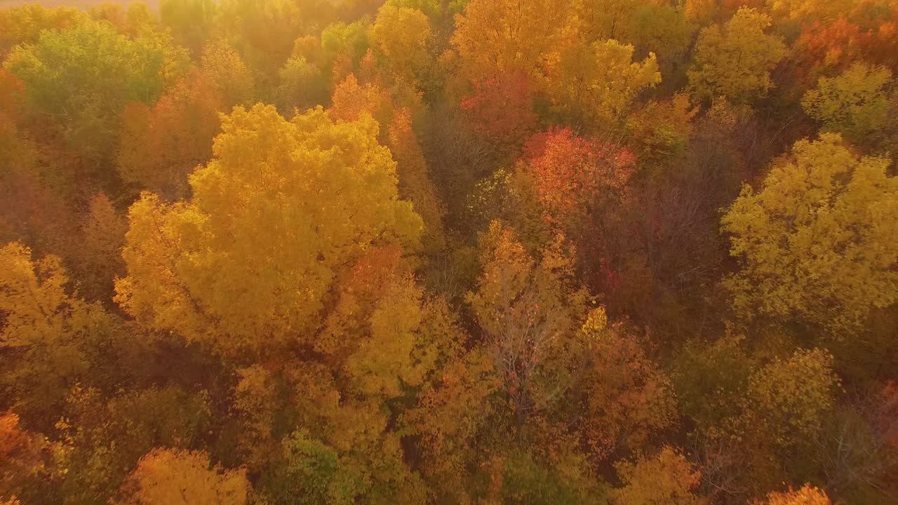vista del bosque de otoño dorado al atardecer en canadá que revela campos de maíz