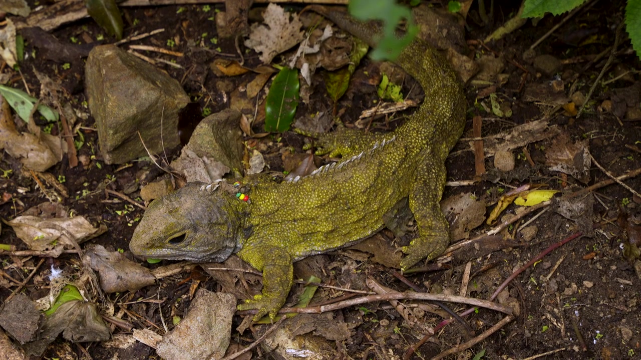 En tuatara hviler på en oprindelig newzealandsk skovbund, camoufleret blandt blade, grene, jord, sten og mos i et naturligt bevaringshabitat.