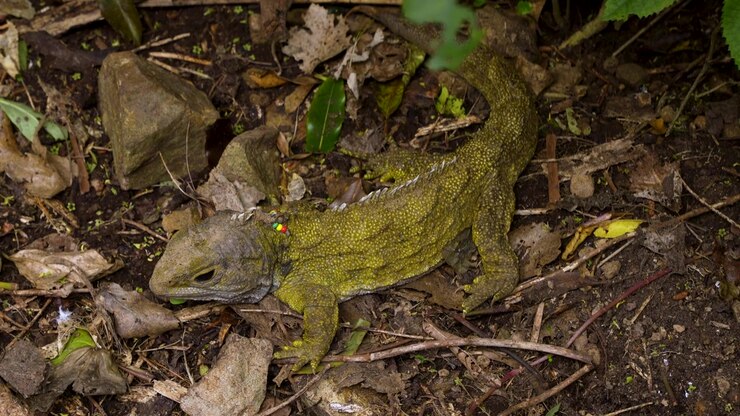 En tuatara hviler på en oprindelig newzealandsk skovbund, camoufleret blandt blade, grene, jord, sten og mos i et naturligt bevaringshabitat.