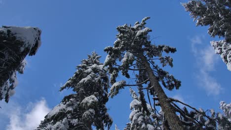 tree foliage loaded with snow in blue sky