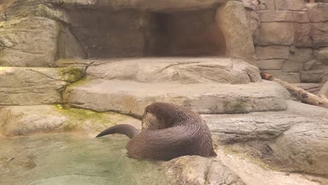 river otters euroasian, lutra lutra, eating, posing on a water at zoo