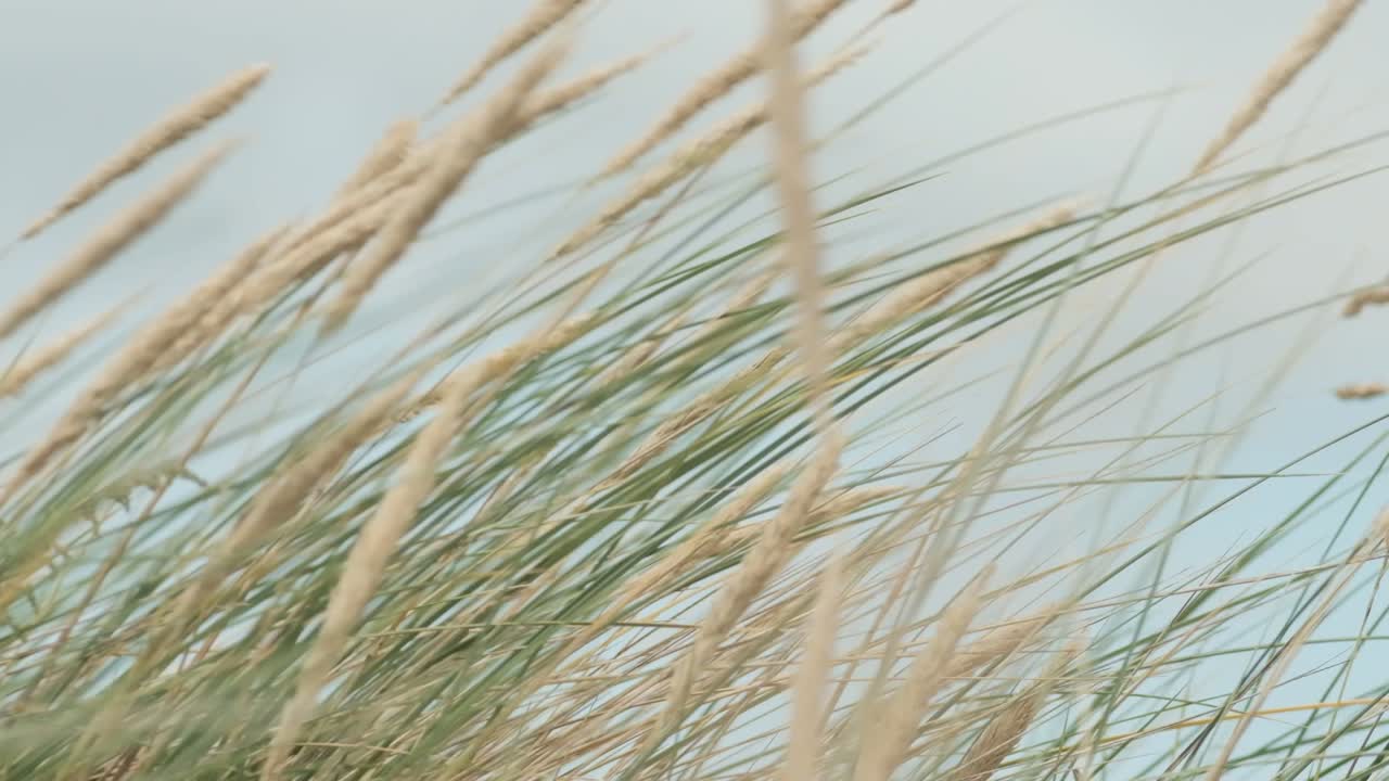 하늘을 배경으로 바람에 흔들리는 키 큰 잔디, 슬로우 모션