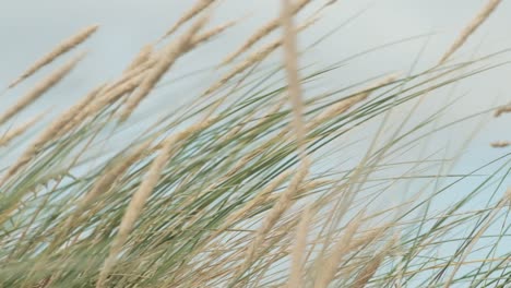 Tall-grass-swaying-in-wind-against-sky,-slow-motion