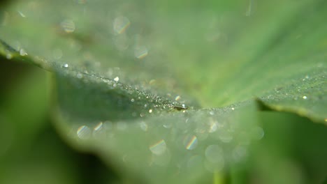 Gotas-De-Rocío-Caen-Sobre-Las-Hojas-De-Los-árboles-En-Invierno