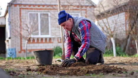 hard-working male farmer plants a young fruit tree in his garden. man rakes and tamps the ground with his hands.