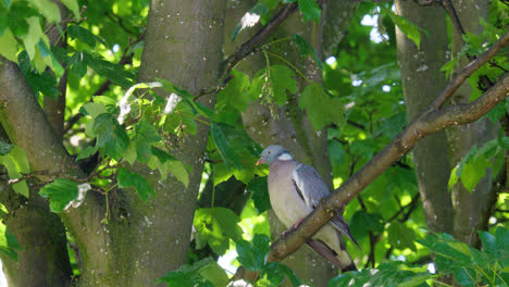 alert wood pigeon perched in a tree high up on a swaying branch