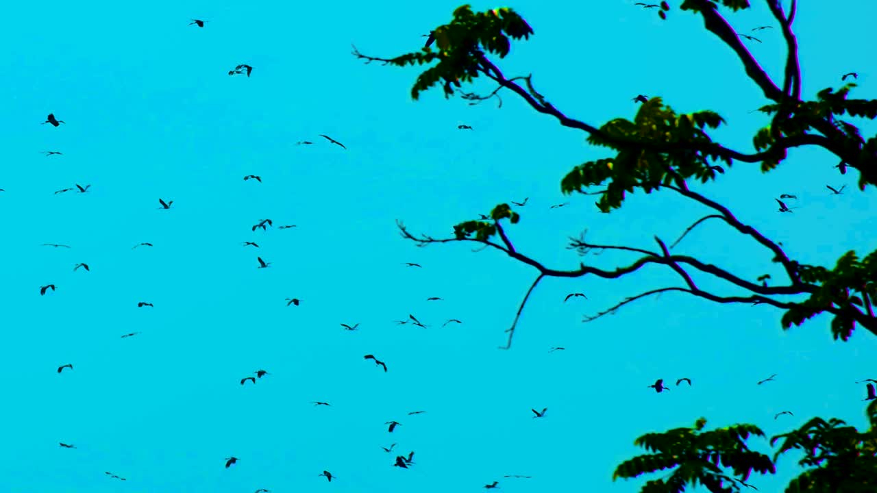 이동하는 조류 그룹이 남쪽에서 날아갈 준비를 하고 있습니다.