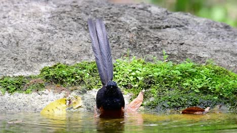 White-rumped-Shama-Baden-Im-Wald-An-Einem-Heißen-Tag,-Copsychus-Malabaricus,-In-Zeitlupe