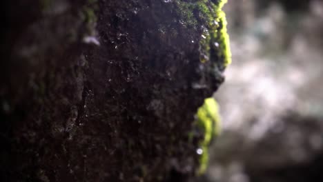 rock dropping water drop from moss after a rainy morning