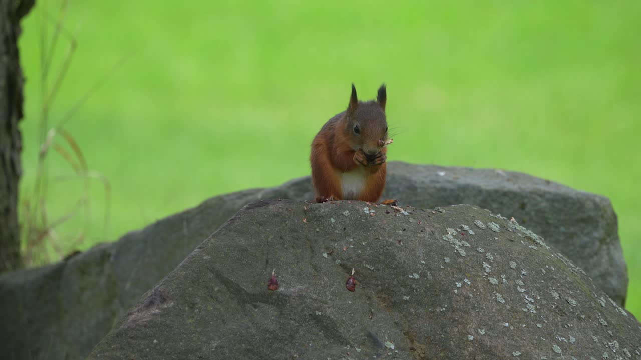 Slow motion video of squirrel eating a pine cone