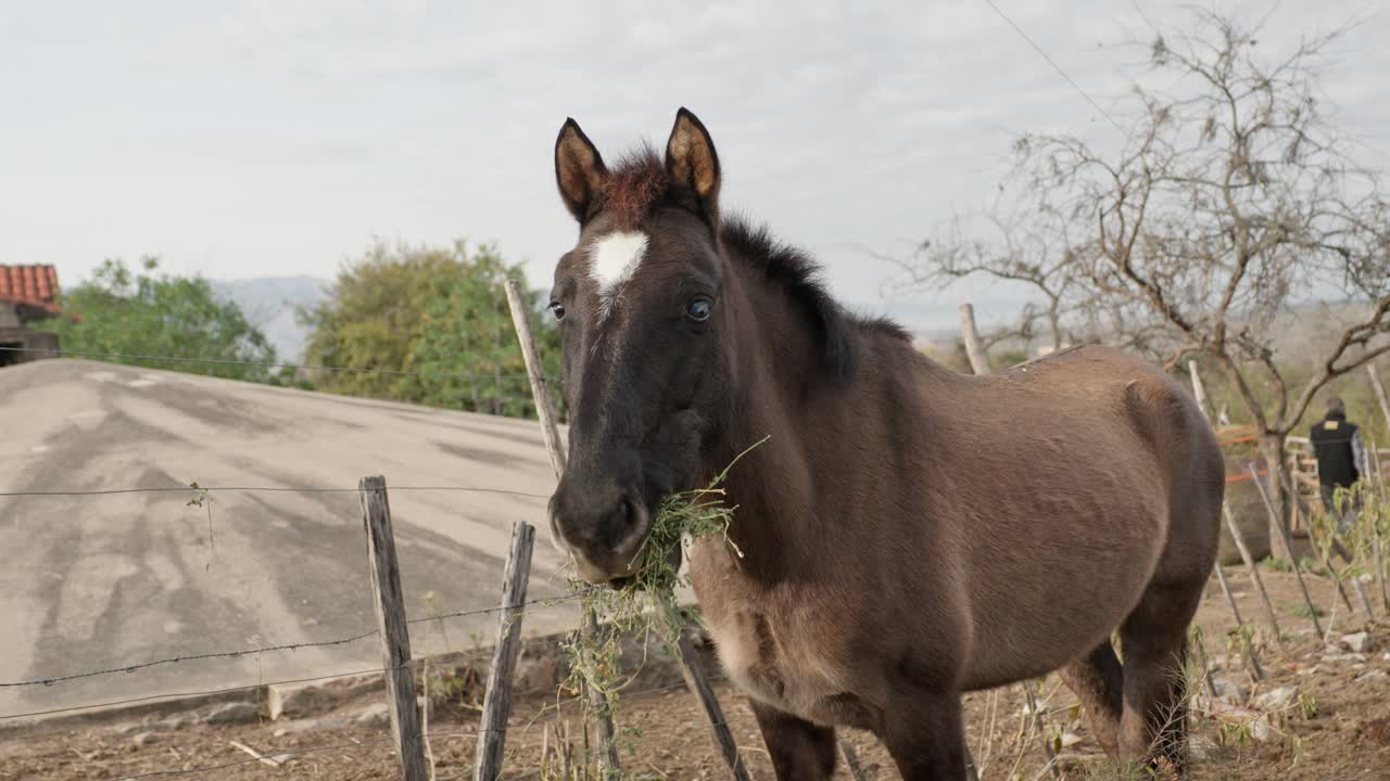 wide slowmotion on head of horse eating in the paddock