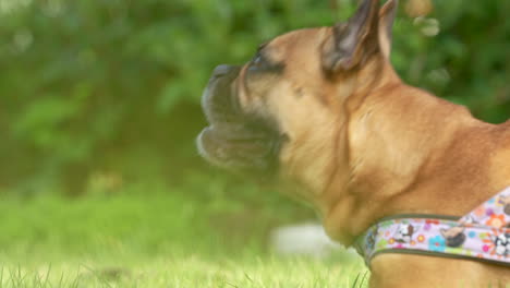 perro bulldog francés en arnés acostado en la hierba verde, se levanta y se va