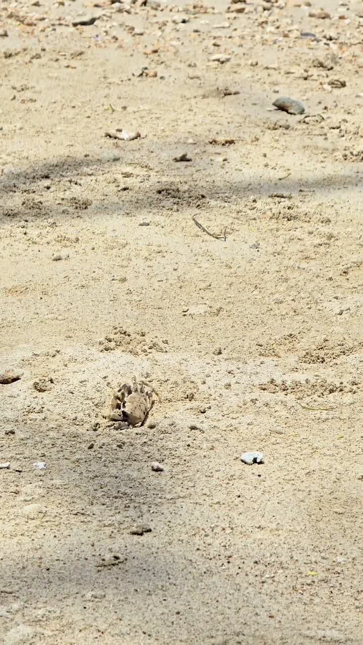 A small crab diligently digs and throws sand out of its burrow on a sunny beach in Oahu, Hawaii. Witness this tiny creature's industrious behavior in its natural habitat