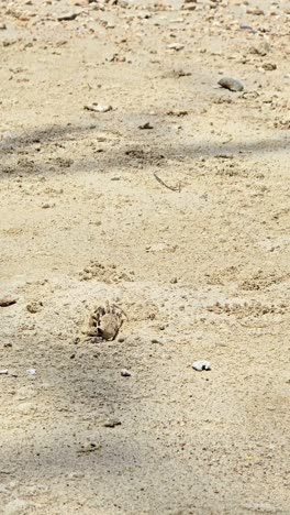 a small crab diligently digs and throws sand out of its burrow on a sunny beach in oahu, hawaii. witness this tiny creature's industrious behavior in its natural habitat