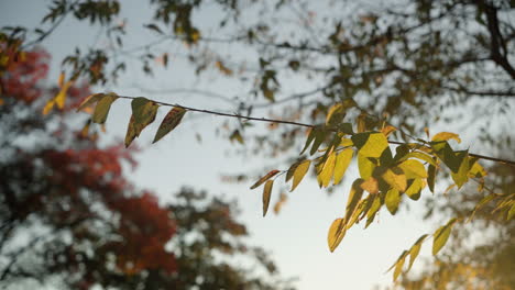 Beautiful-cinematic-tree-leaves-at-golden-hour-sunrise,-slow-motion