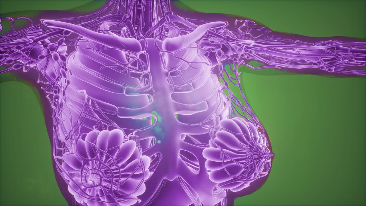 인체의 해부학 단층 촬영 스캔