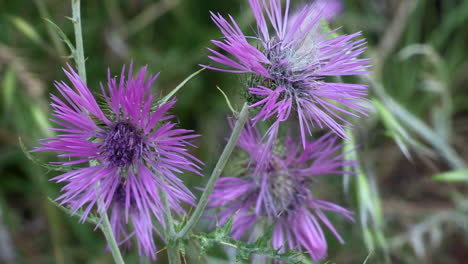 close-up of thistle flowers, lilac color, green plants on background