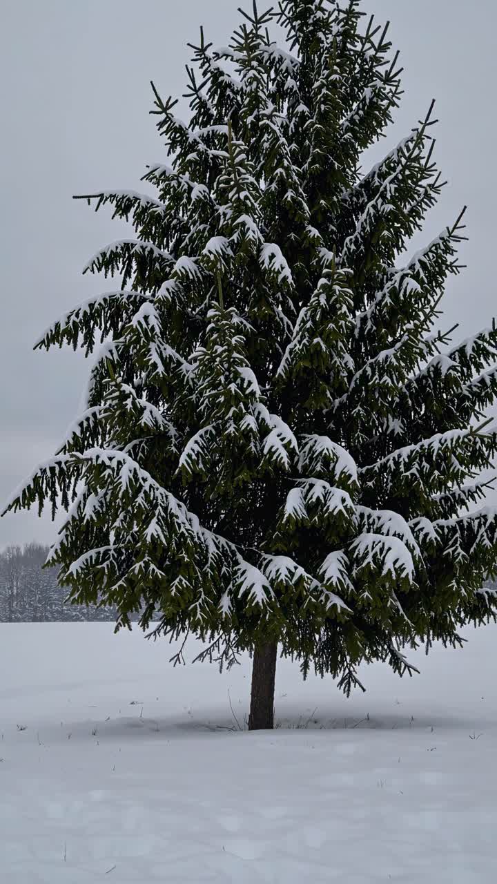 A snow-covered evergreen tree stands in a winter landscape. The eye-level angle captures the serene