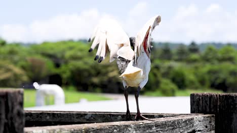 bird lands on fence, ruffles feathers, and settles