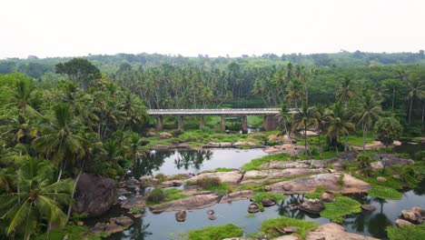 aerial drone shot of kerala’s dense forest, where tall coconut trees line the flowing river.