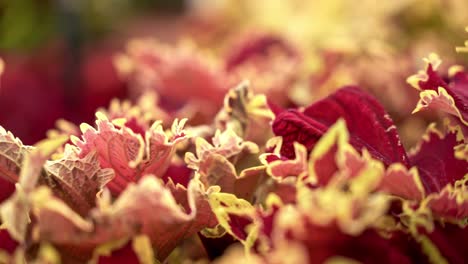 red blooming flower plant on sunny day in close up macro view