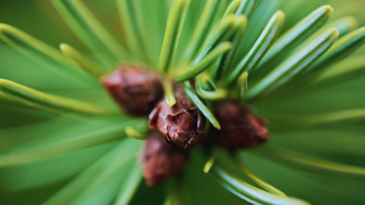 Close up of of a fir tree branch showing green needles radiating from a central brown bud