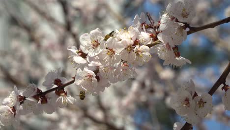 Abeja-En-La-Rama-De-Flor-De-Albaricoque-En-Un-Día-Soleado