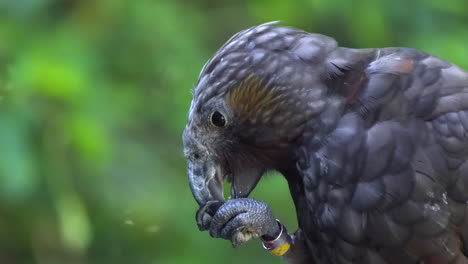 Eine-Nahaufnahme-Eines-Neuseeländischen-Kaka-Papageis,-Der-Sich-Mit-Seiner-Klaue-An-Einer-Nuss-Ernährt