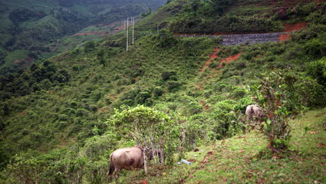 water buffalos on tropical nature mountains of vietnam. wide shot