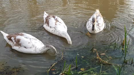 Cisnes-Alimentándose-De-Canal-De-Oxford-Cerca-De-Rugby-Warwickshire