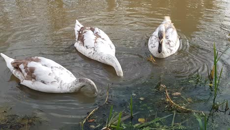 Höckerschwäne-Ernähren-Sich-Vom-Oxford-Canal-In-Der-Nähe-Von-Rugby-Warwickshire