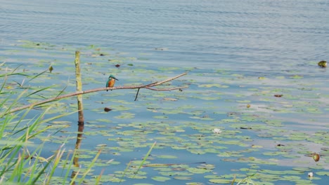 kingfisher perched on branch faces forward over idyllic lily pond in friesland netherlands