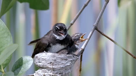 a mother malaysian pied fantail resting with her young in a nest , close up, slow mo