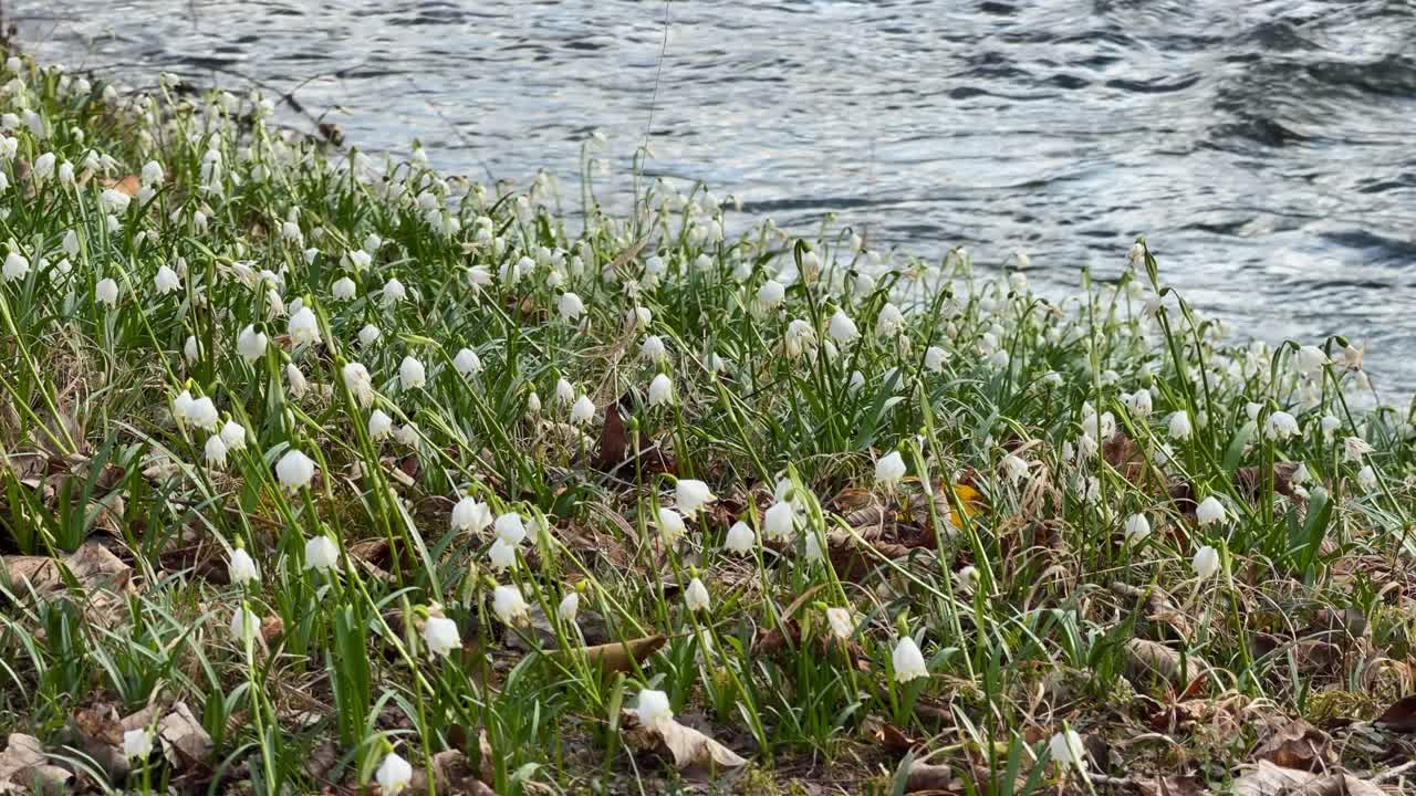 Fiori di bucaneve che sbocciano nel loro habitat naturale lungo un fiume che scorre.