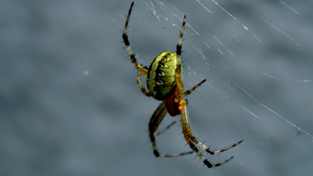 Macro Of Spotted Orb-weaver On Its Web In The Garden