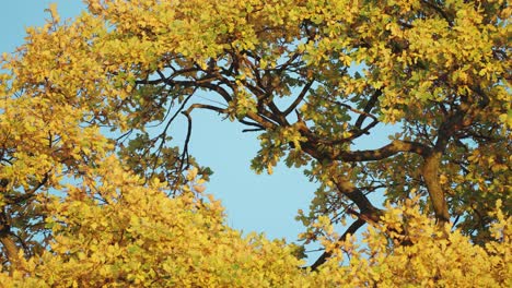 colorful yellow leaves on the delicate thin branches