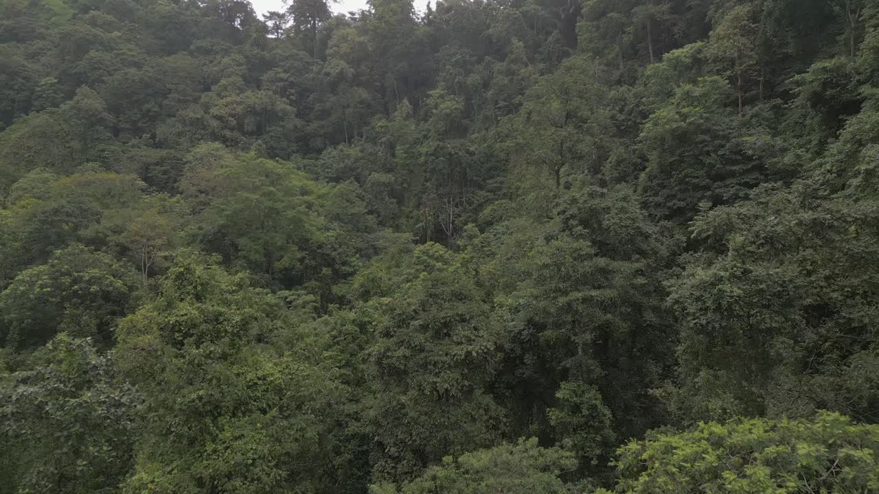 el aire desliza bajo sobre el denso follaje verde de la selva hasta la exuberante pared empinada