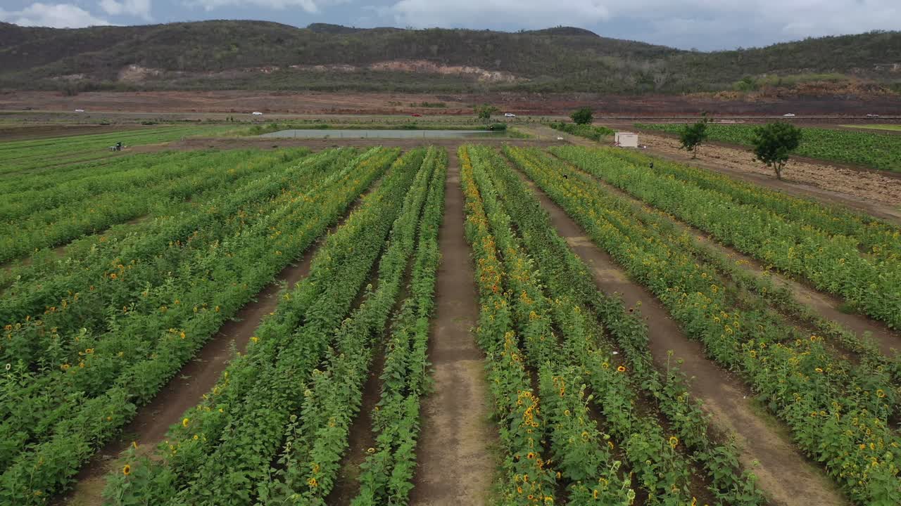 해바라기 밭의 공중 드론 영상
