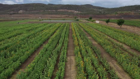 imágenes aéreas de drones de un campo de girasoles