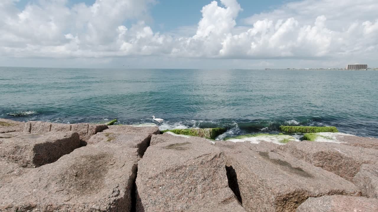 un pájaro garceta blanca recoge pequeños peces y bichos a lo largo del embarcadero en port aransas que sobresale de la playa de texas